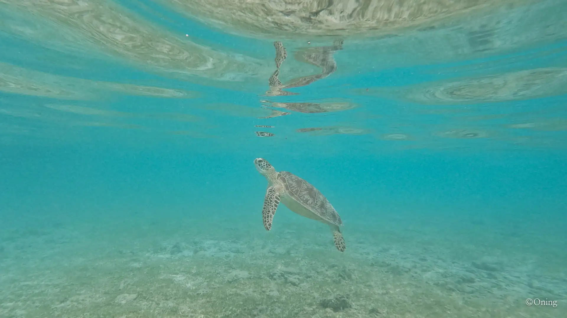 Snorkeling Gili Trawangan with Turtles, Why I Added Gili T to My Bali Itinerary 14 Snorkeling Gili Trawangan with Turtles