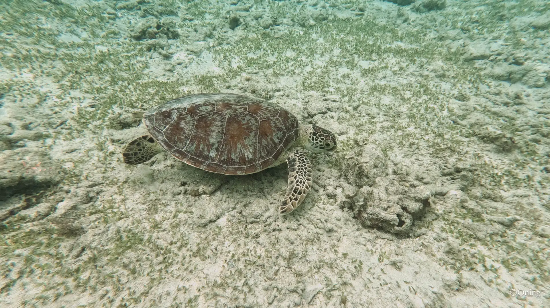 Gili Trawangan island, a small tropical island near Bali where crystal-clear waters meet vibrant nightlife. 16 gili trawangan island snorkeling with turtle