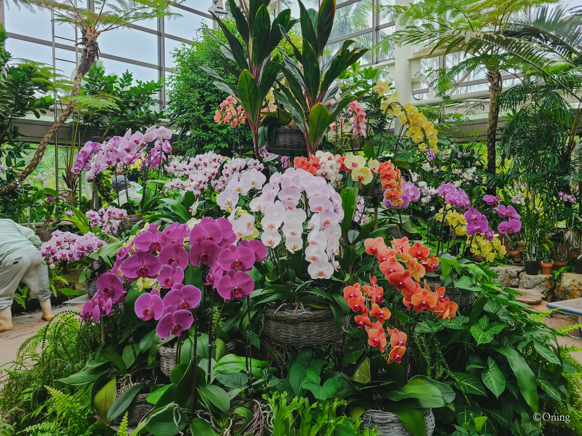 팔레놉시스 온실