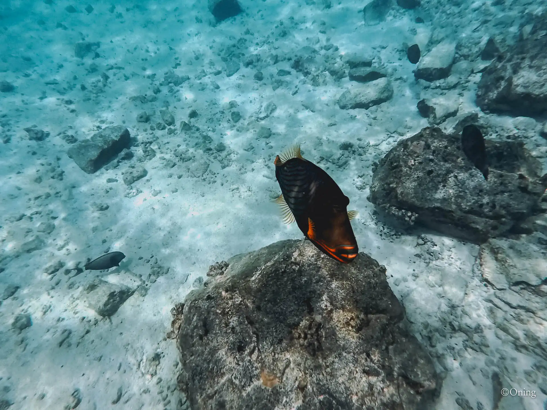 Cora Cora Maldives Resort Review: The Perfect All-Inclusive Family Paradise 444 Cora Cora Maldives Resort Review: The Perfect All-Inclusive Family Paradise 443