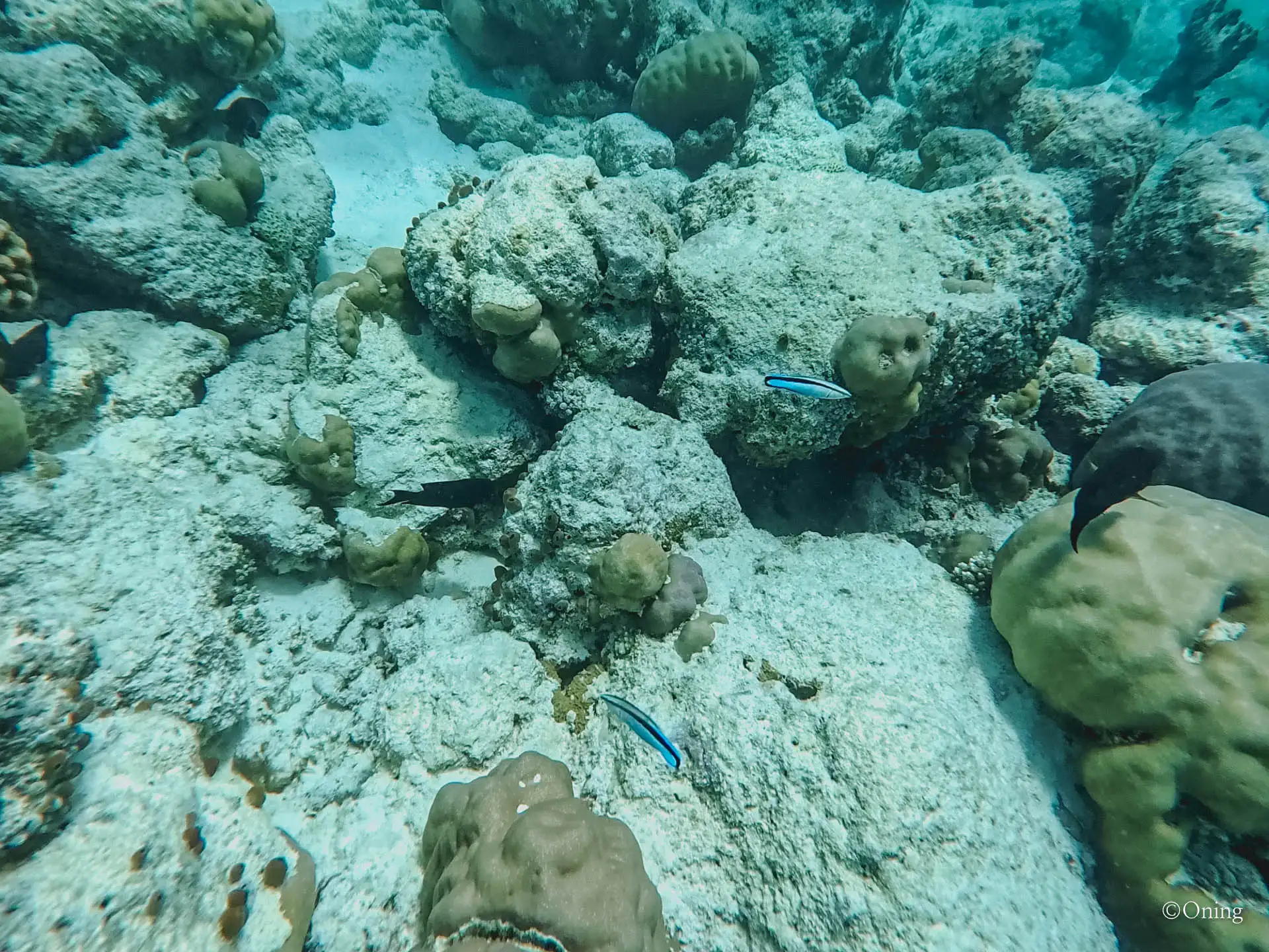 Cora Cora Maldives Resort Review: The Perfect All-Inclusive Family Paradise 448 Cora Cora Maldives Resort Review: The Perfect All-Inclusive Family Paradise 447