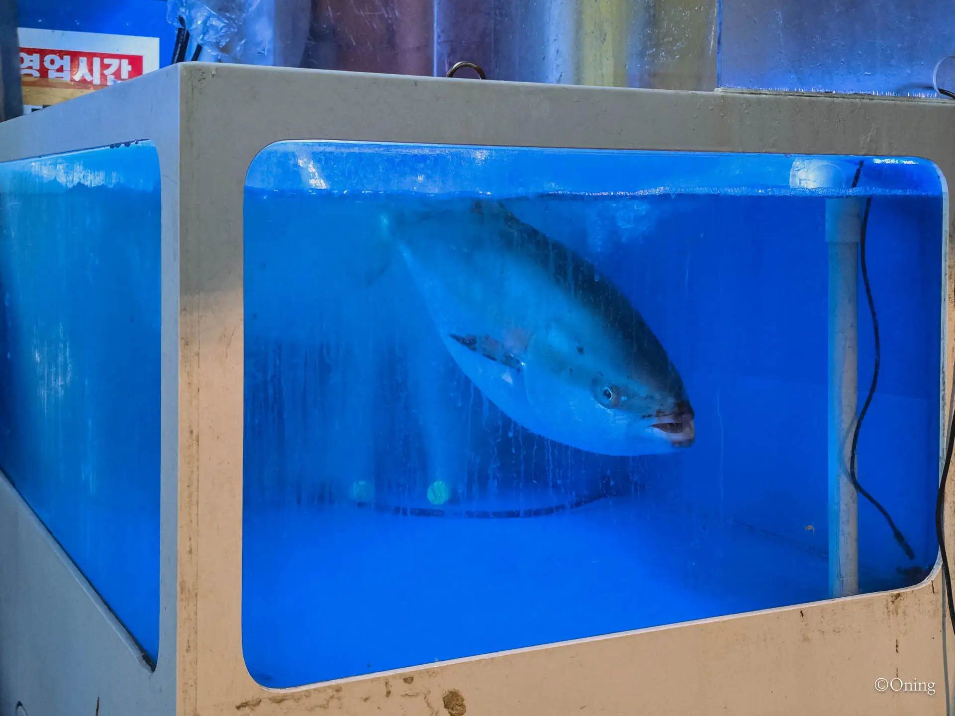 Popular Food in Korea for Winter: Bangeo-Hoe (yellowtail Sashimi)